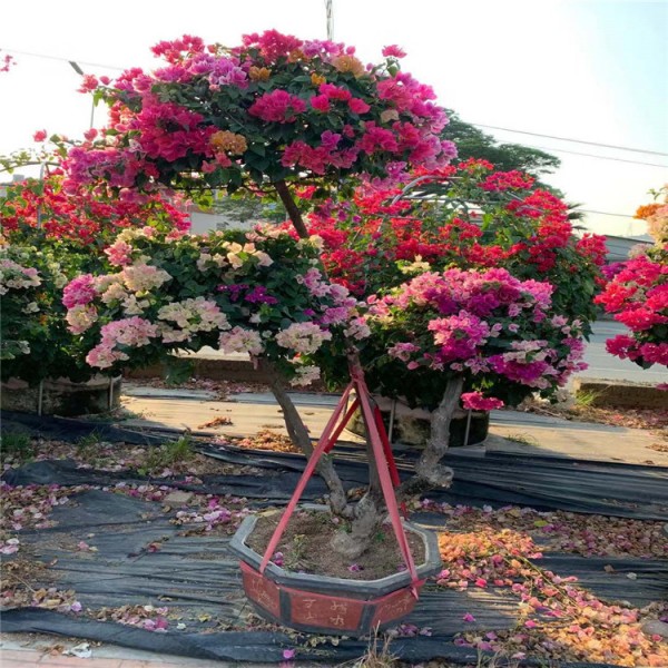 大量批发 多色三角梅报价 大量种植销售 盆栽基地