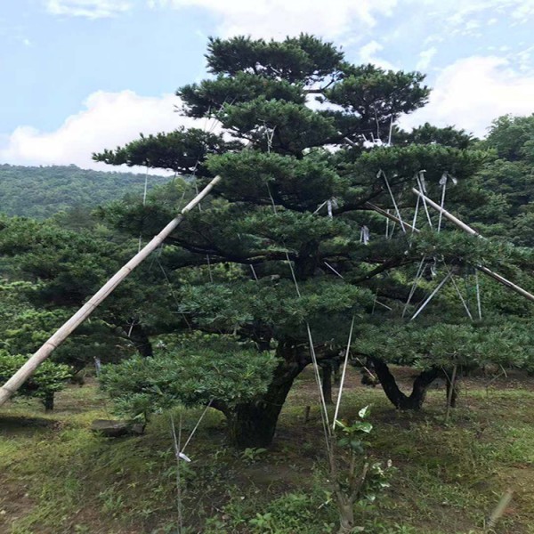 宏源苗木精品造型五针松批发货真价实 基地供应 造型五针松   造型五针松树